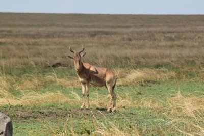 Best 7 days Serengeti Migration Safari Tour Package