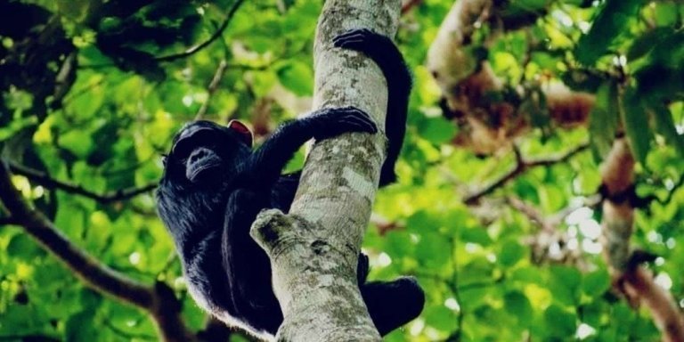 4 Days Chimpanzee and Mountain Gorilla trekking