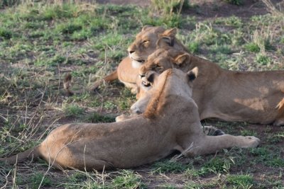5 Days Popular Tanzania Serengeti migration Safari Tour