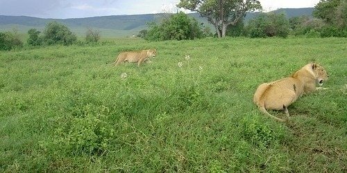 5 Days Popular Tanzania Serengeti migration Safari Tour