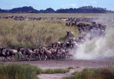 Top 6 Days Serengeti migration superior Lodge Safari