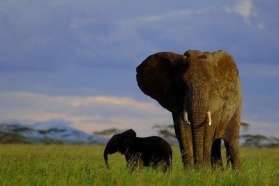 7 Days Tanzania Serengeti migration Calving Season Safari Tour