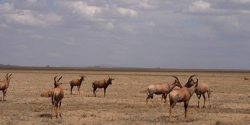 7 Days Tanzania Serengeti migration Calving Season Safari Tour