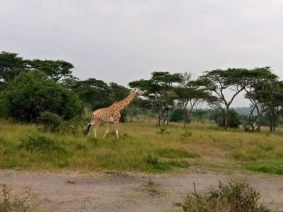 6 Days Adventure Uganda wildlife 6 Days Adventure Uganda wildlife