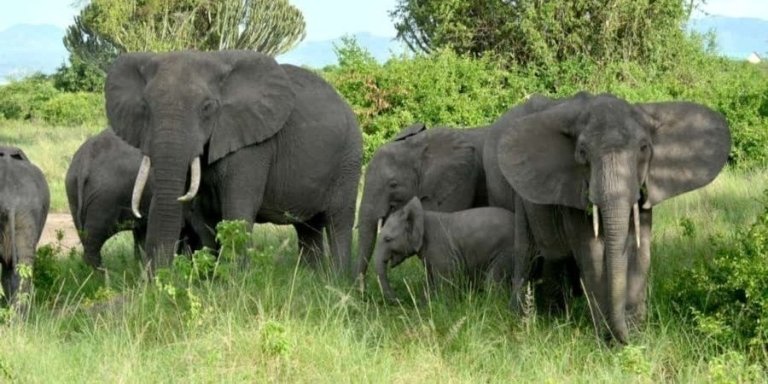 6 Days Adventure Uganda wildlife