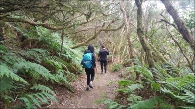 La Laguna & Las Mercedes Forest - Walking Tour in Tenerife La Laguna & Las Mercedes Forest - Walking Tour in Tenerife