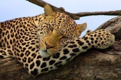 6 days safari to Arusha, Tarangire, Lake Manyara, Serengeti 6 days safari to Arusha, Tarangire, Lake Manyara, Serengeti