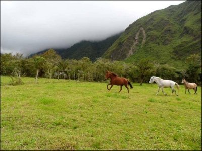Pululahua Natural Reserve Horse Riding Tour - 4 days