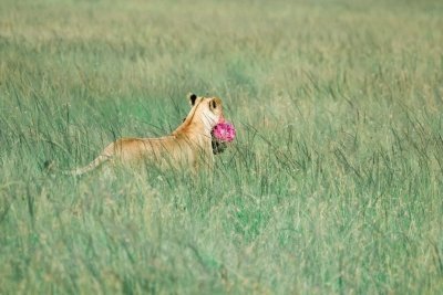 3 days Masai Mara Mid range luxury 3 days Masai Mara Mid range luxury