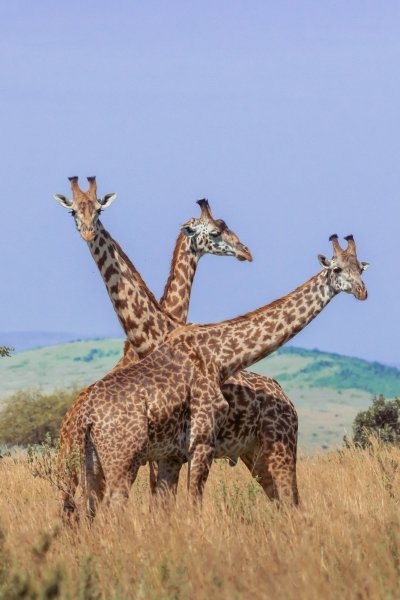 7 days Kenya Big five safari 7 days Kenya Big five safari