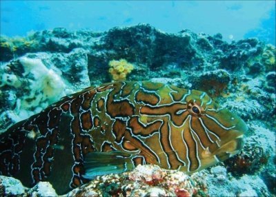 Galapagos Wildlife Experience with Boat Trip Galapagos Wildlife Experience with Boat Trip