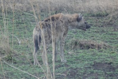 3 days/2 nights Lake Manyara | Ngorongoro | Tarangire in Tanzania 3 days/2 nights Lake Manyara | Ngorongoro | Tarangire in Tanzania