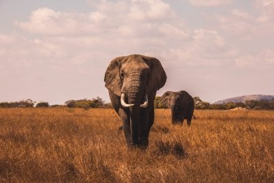 3 Days Tanzania Short Safari Holiday 3 Days Tanzania Short Safari Holiday