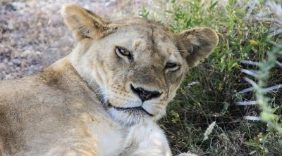 6 days Tanzania big 5 safari 6 days Tanzania big 5 safari