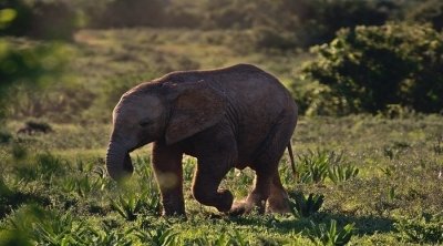 Five Days Tanzania Safari- Tanzania Sharing Safari Five Days Tanzania Safari- Tanzania Sharing Safari