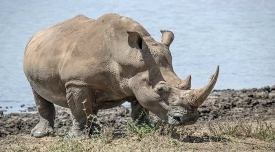 5 days amazing safari- Five days Tanzania Sharing Safari