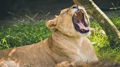 4 days memorable Tanzania safari-4 days Tanzania luxury safari 4 days memorable Tanzania safari-4 days Tanzania luxury safari