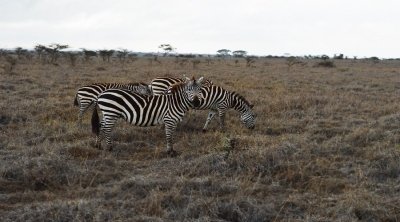 4 days safari in Tanzania– tarangire, Serengeti and Ngorongoro