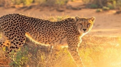 4 days best Tanzania safari – Serengeti and Ngorongoro 4 days best Tanzania safari – Serengeti and Ngorongoro