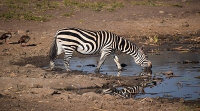 9 DAYS TANZANIA SERENGETI MIGRATION CALVING SEASON SAFARI 9 DAYS TANZANIA SERENGETI MIGRATION CALVING SEASON SAFARI