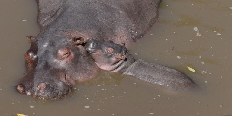 9 DAYS TANZANIA SERENGETI MIGRATION CALVING SEASON SAFARI