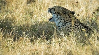 8 DAYS TANZANIA SERENGETI MIGRATION CALVING SEASON SAFARI