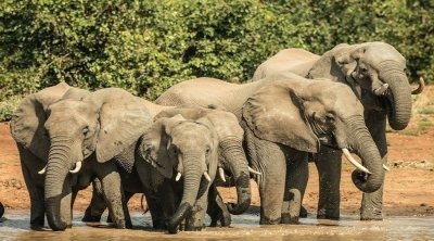 6 DAYS TANZANIA SERENGETI MIGRATION TOUR SAFARI 6 DAYS TANZANIA SERENGETI MIGRATION TOUR SAFARI