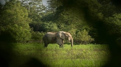 5 DAYS TANZANIA SERENGETI MIGRATION CALVING SEASON SAFARI TOUR 5 DAYS TANZANIA SERENGETI MIGRATION CALVING SEASON SAFARI TOUR