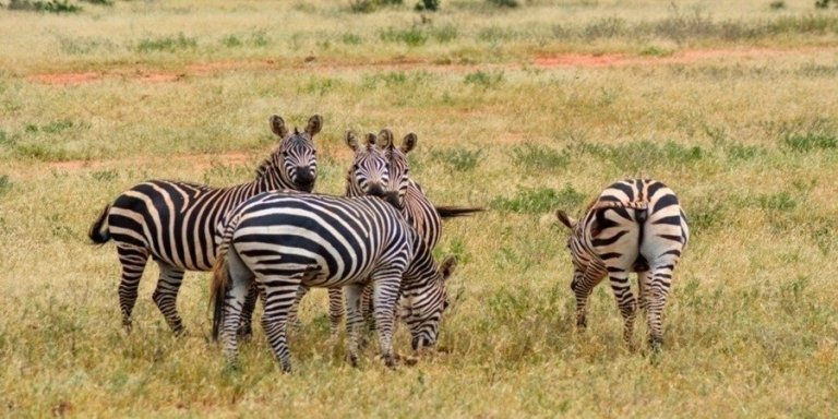 5 DAYS TANZANIA SERENGETI MIGRATION CALVING SEASON SAFARI TOUR