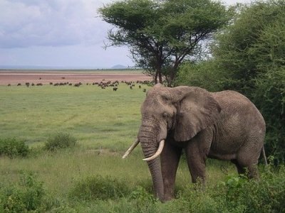6 Days Tanzania Serengeti private Lodge and camping Royal Tour 6 Days Tanzania Serengeti private Lodge and camping Royal Tour