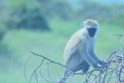 (Three) 3 Days Tanzania Serengeti private Royal tour (Three) 3 Days Tanzania Serengeti private Royal tour