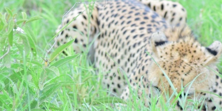 (Three) 3 Days Tanzania Serengeti private Royal tour