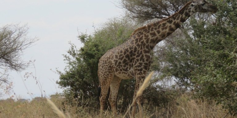 Tanzania Tour | Big 5 Private Camping Big 5 (Two)2 Days Tanzania Royal