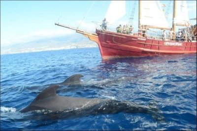 Private Charter of Peter Pan sailing ship in Tenerife Private Charter of Peter Pan sailing ship in Tenerife