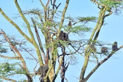 Tanzania Private Budget Camping Big 5 (One) 1 Day Royal Safari Tour Tanzania Private Budget Camping Big 5 (One) 1 Day Royal Safari Tour