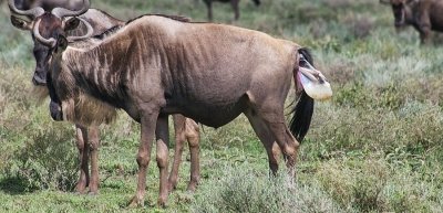 Tanzania 5 Days, Calving Serengeti Migration Royal tour Tanzania 5 Days, Calving Serengeti Migration Royal tour