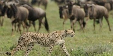 Best 6 Days Serengeti Migration Calving Season Safari