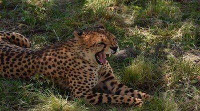 8 days Serengeti migration safari tour in Tanzania 8 days Serengeti migration safari tour in Tanzania