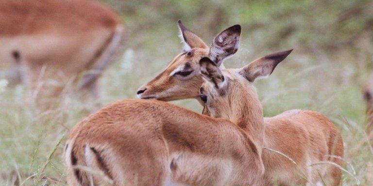 8 days migration safari in serengeti
