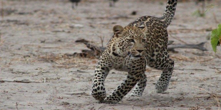 7 days Serengeti migration tour- migration camping safari