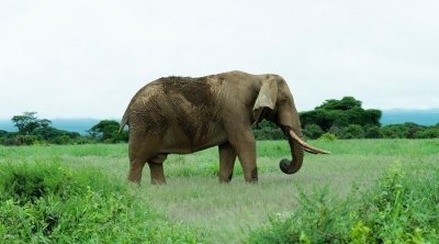 7 days Serengeti migration tour- migration camping safari 7 days Serengeti migration tour- migration camping safari
