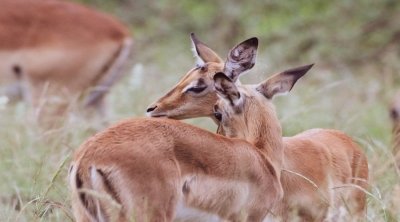 6 days Serengeti migration safari tour 6 days Serengeti migration safari tour