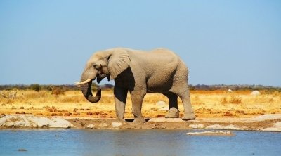 5 days wildebeest migration safari in Africa 5 days wildebeest migration safari in Africa