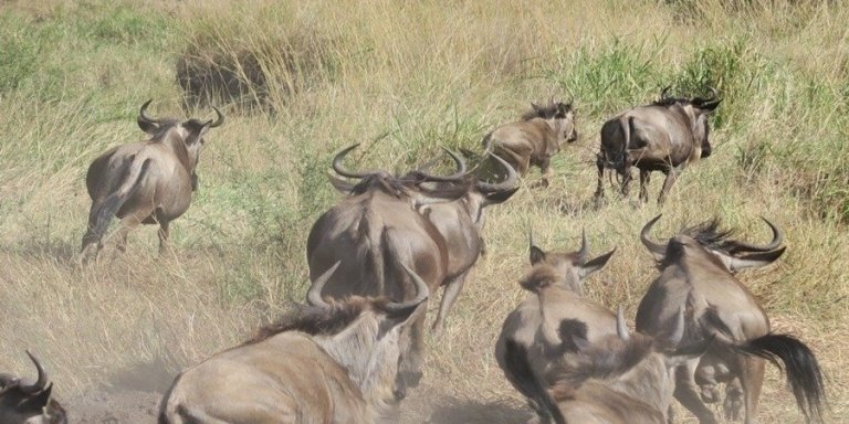 8 days thrilling Tanzania migration safari