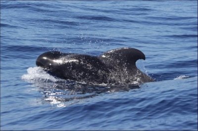Marine Wildlife Watching Boat Trip by Cruz del Sur in Tenerife Marine Wildlife Watching Boat Trip by Cruz del Sur in Tenerife