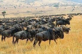7 Days Serengeti Royal Calving Season Migration Safari Tour. 7 Days Serengeti Royal Calving Season Migration Safari Tour.