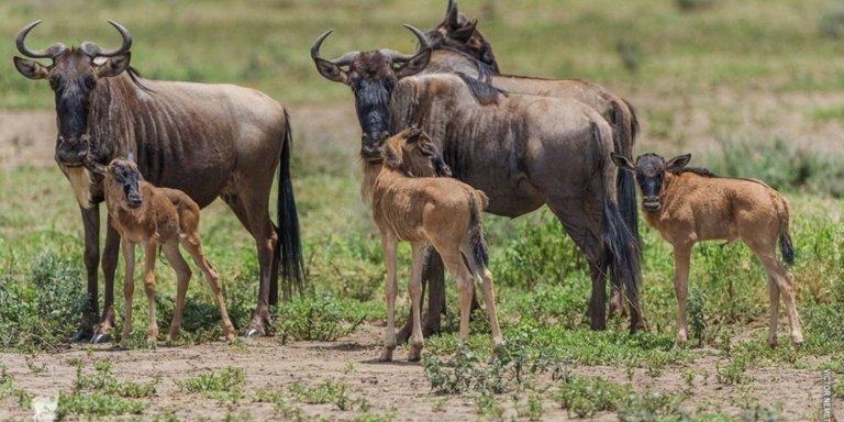 7 Days Serengeti Royal Calving Season Migration Safari Tour.