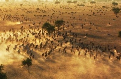 Tanzania 7 Days Mara Crossing Northern Serengeti Wildebeest Royal tour Tanzania 7 Days Mara Crossing Northern Serengeti Wildebeest Royal tour