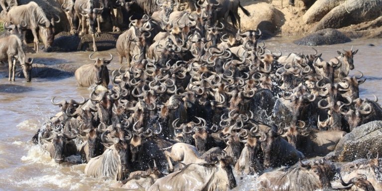 4 days wildebeest migration safari in Tanzania