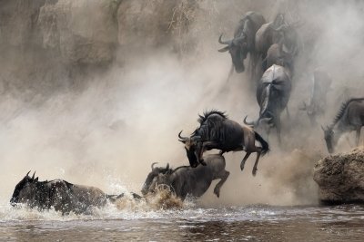 7 days migration Serengeti safari tour
